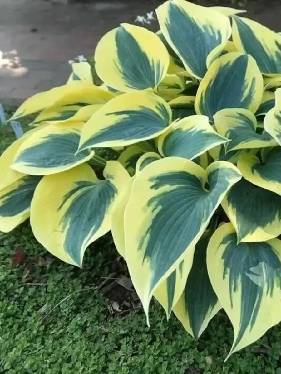 Хоста Autumn Frost