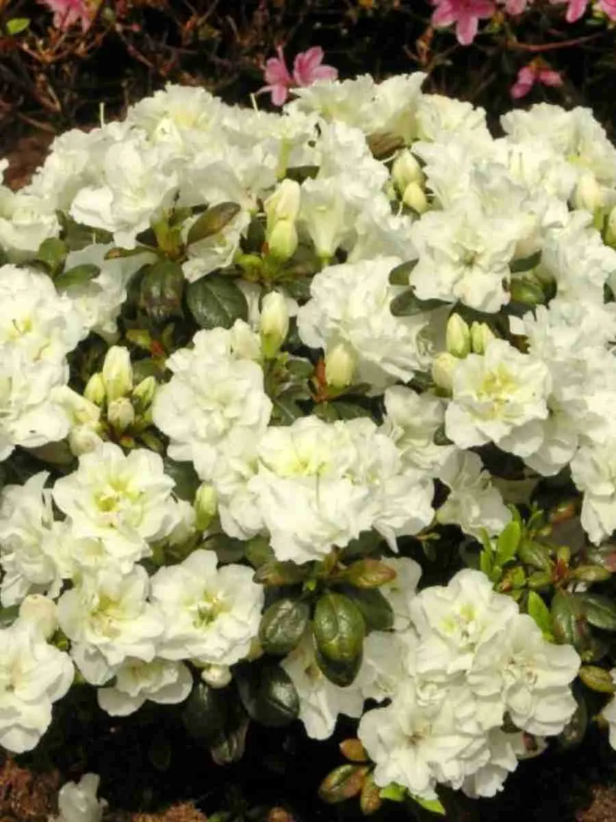 Азалия японская Schneeperle