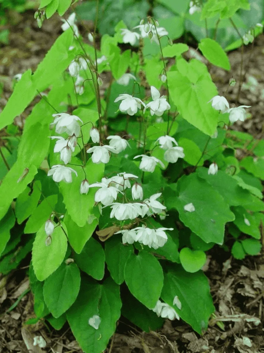 Горянка Alabaster
