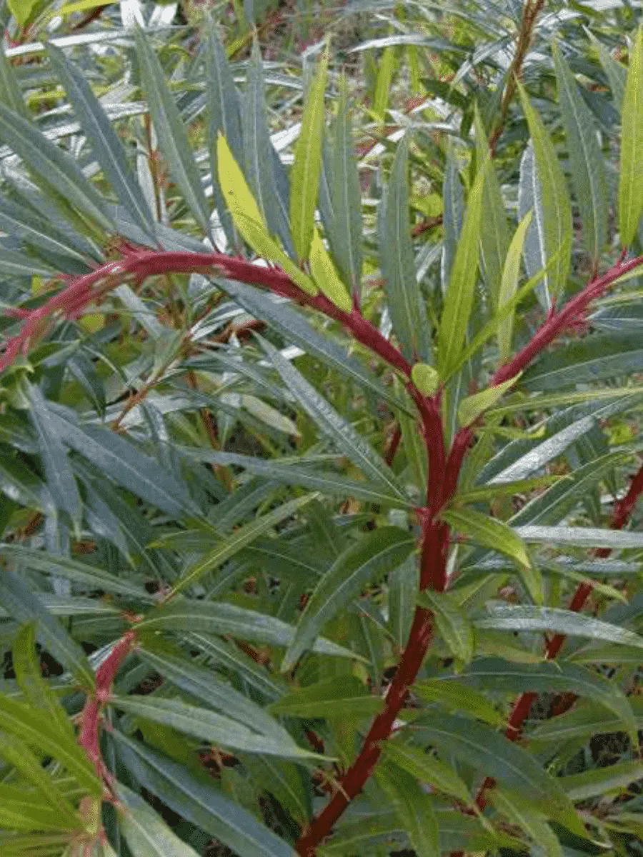 Ива сахалинская Sekka