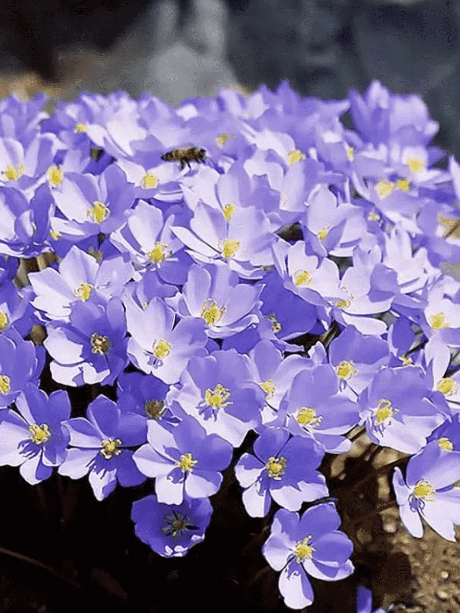 Джефферсония