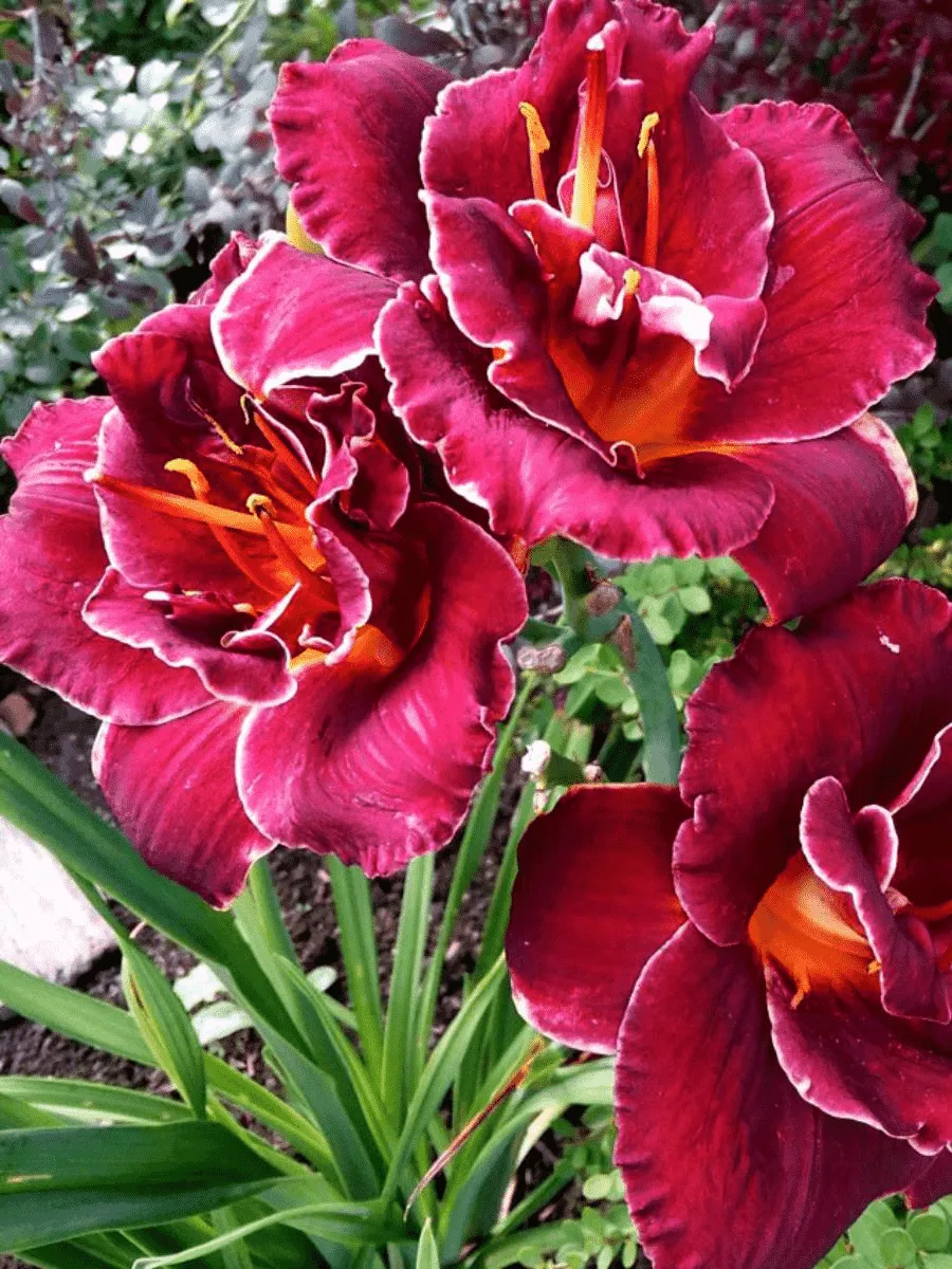 Лилейник Night Embers