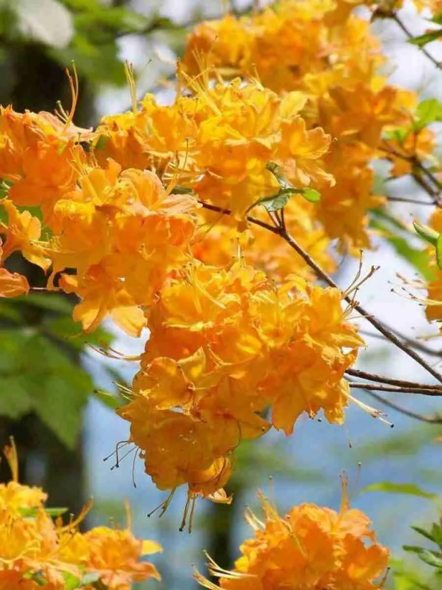 Азалия Windsor Sunbeam