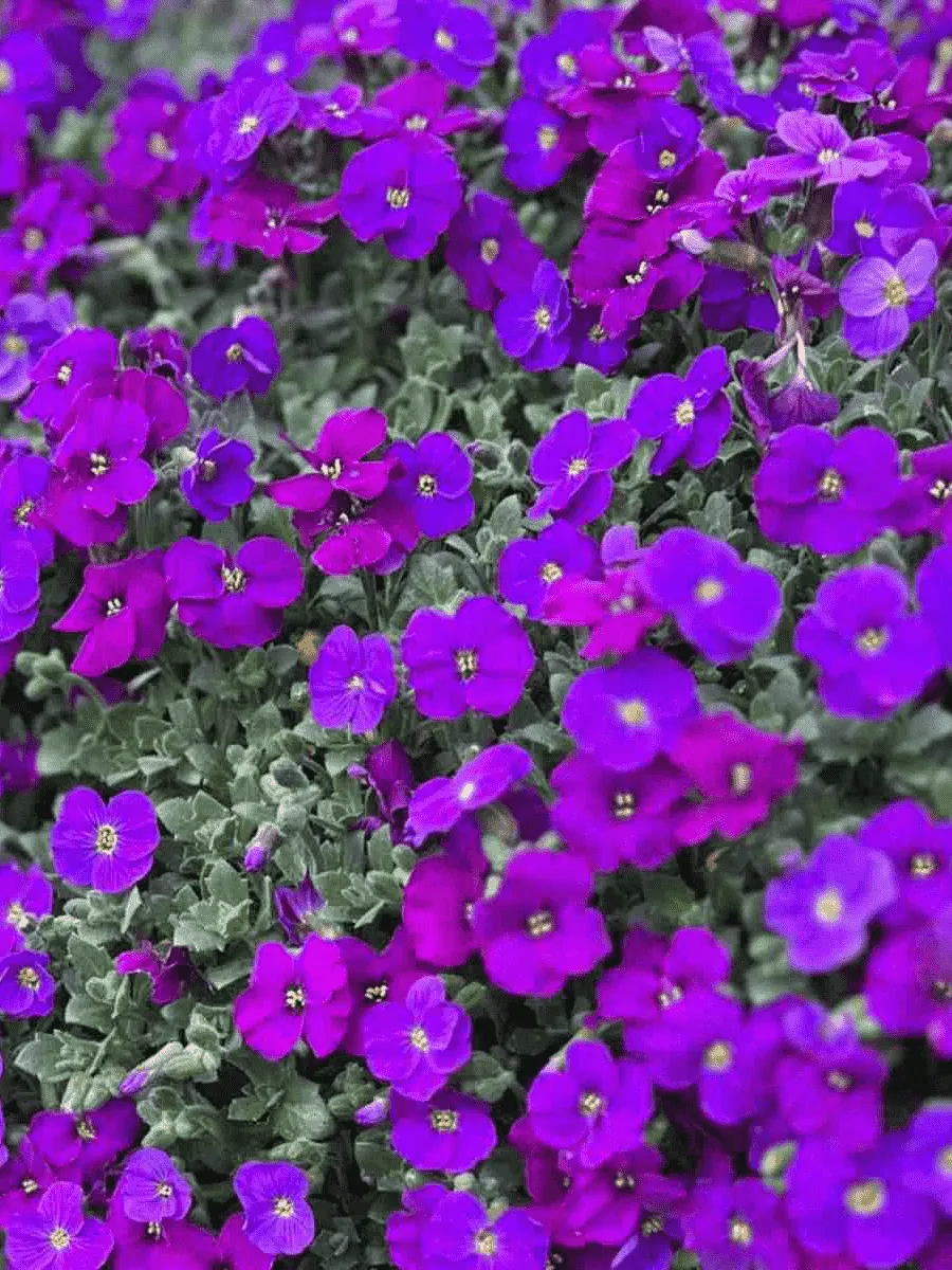 Аубриета Hendersonii Lilac