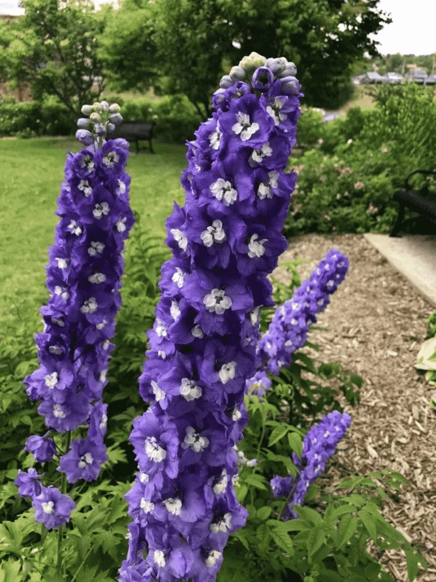 Дельфиниум  культурный Purple Passion