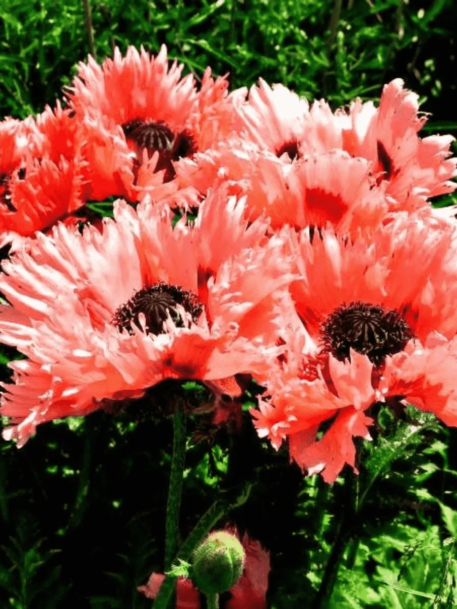 Мак восточный Fornsett Summer