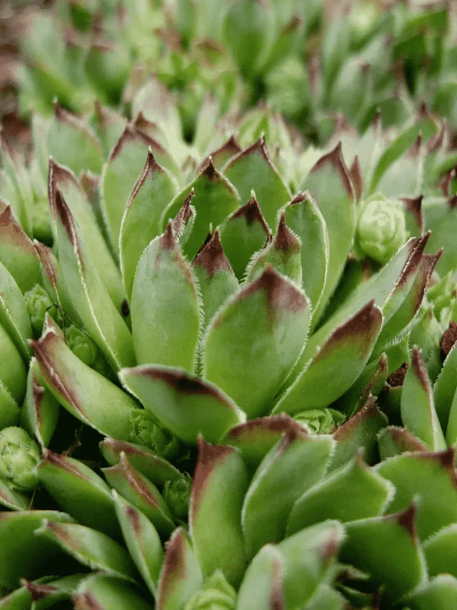 Молодило гибридное Sierra Cori