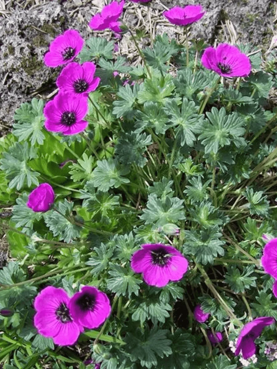 Герань пепельная Subcaulescens
