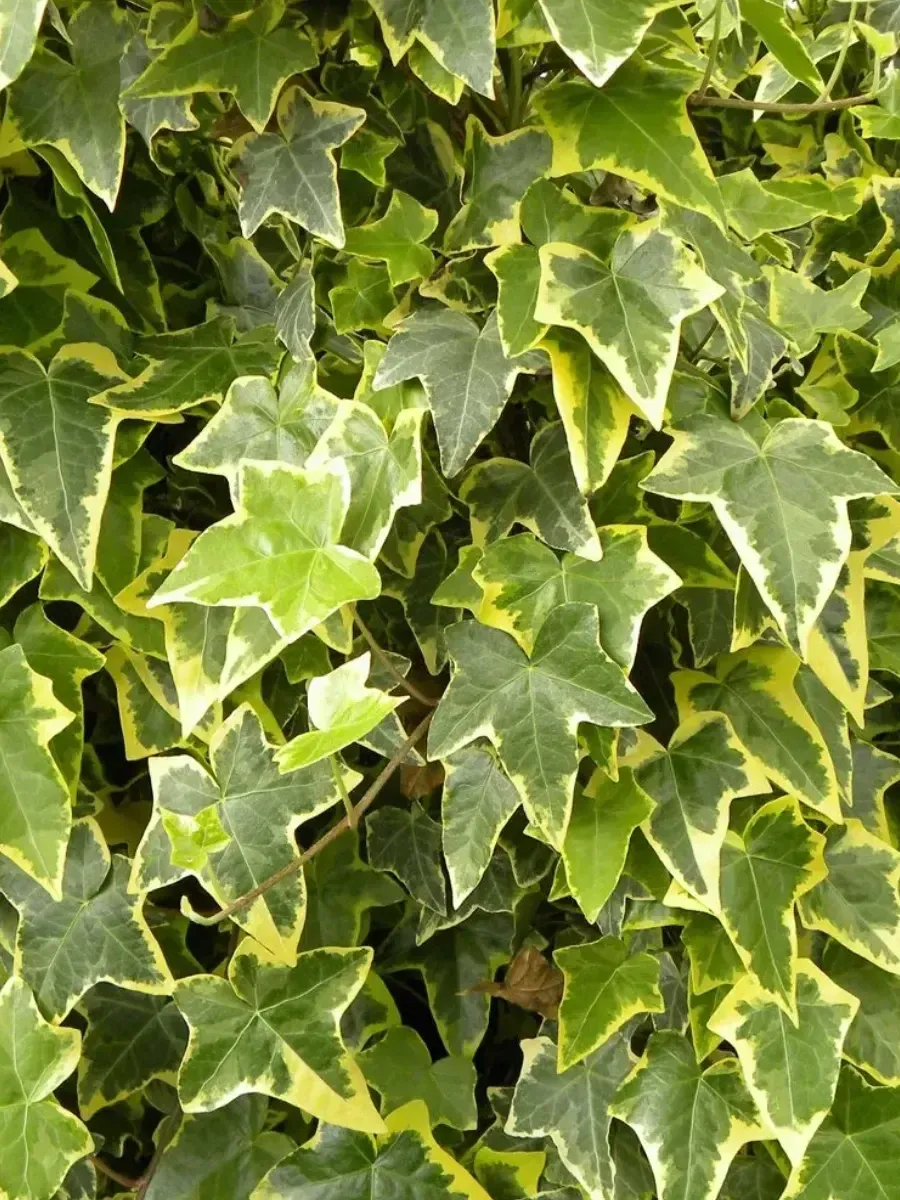 Плющ обыкновенный Goldchild