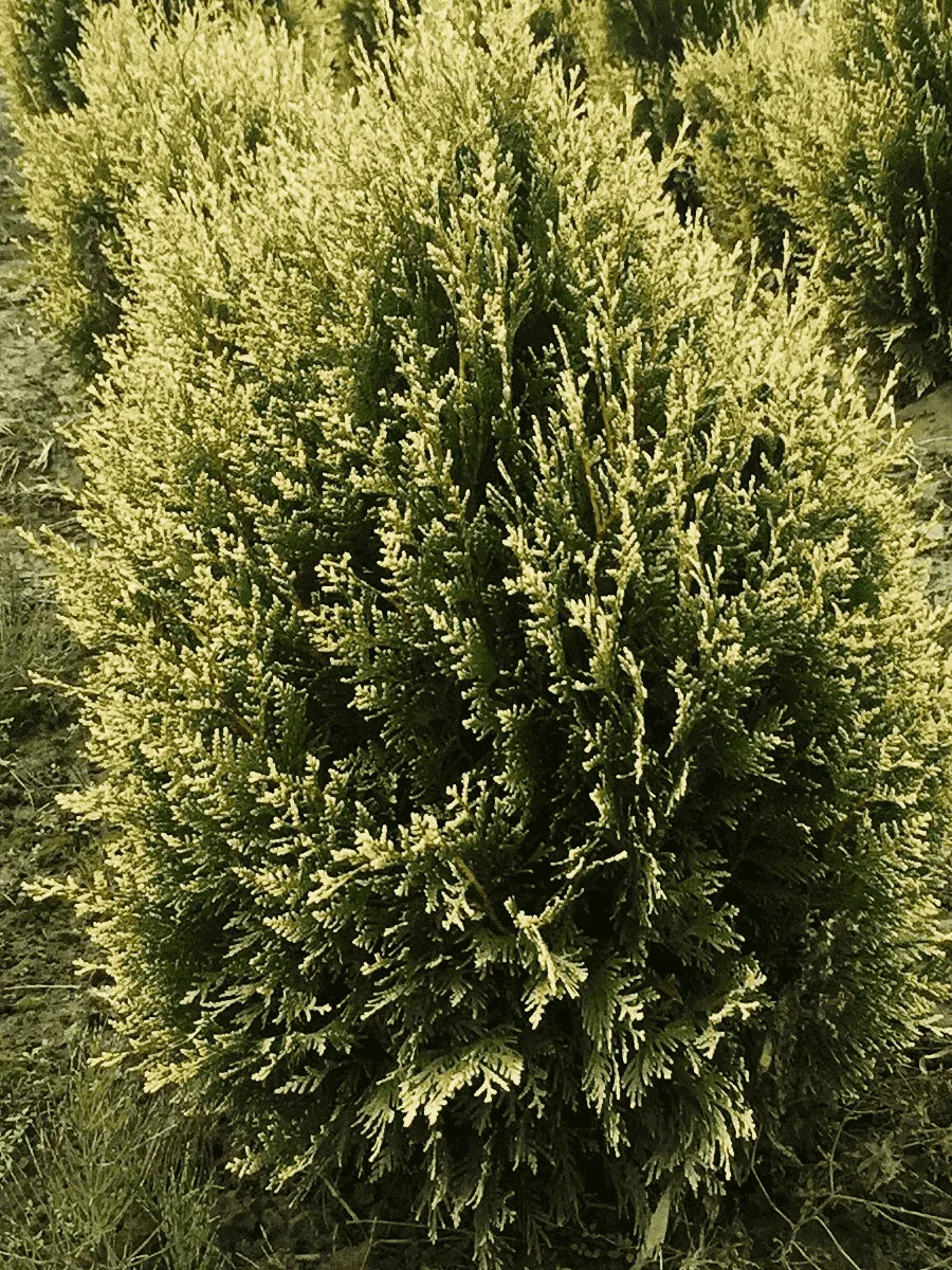 Туя складчатая Kornik