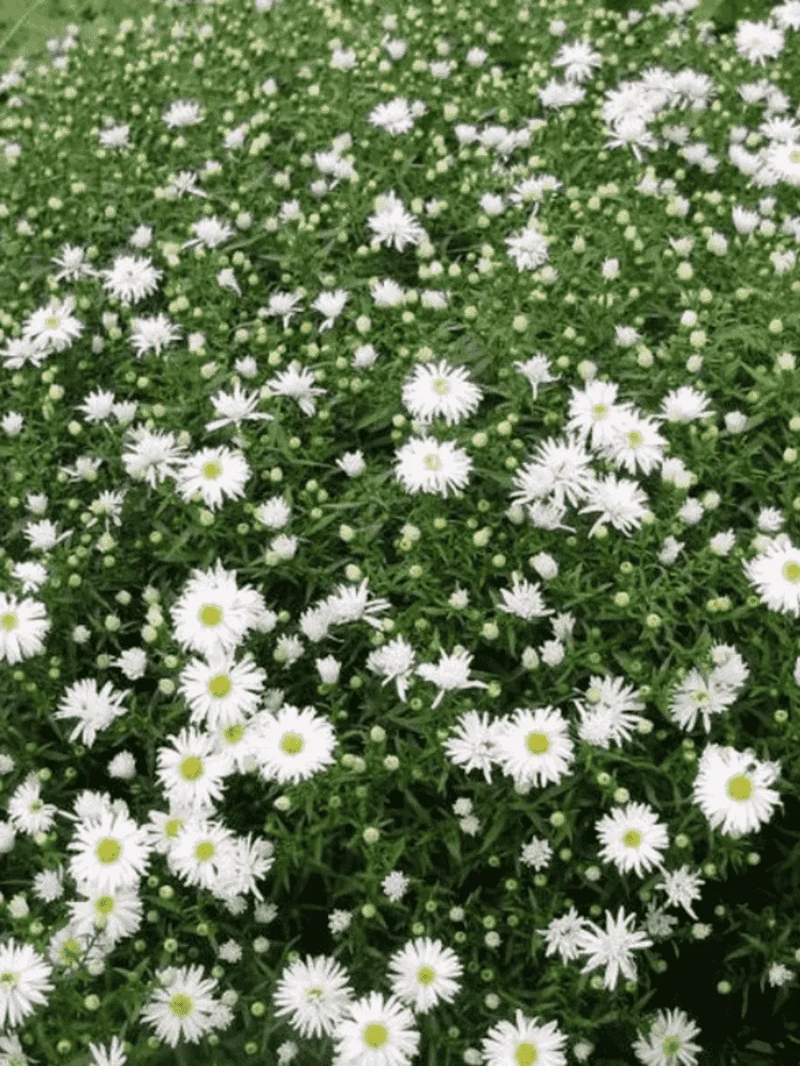 Астра кустарниковая Snowsprite