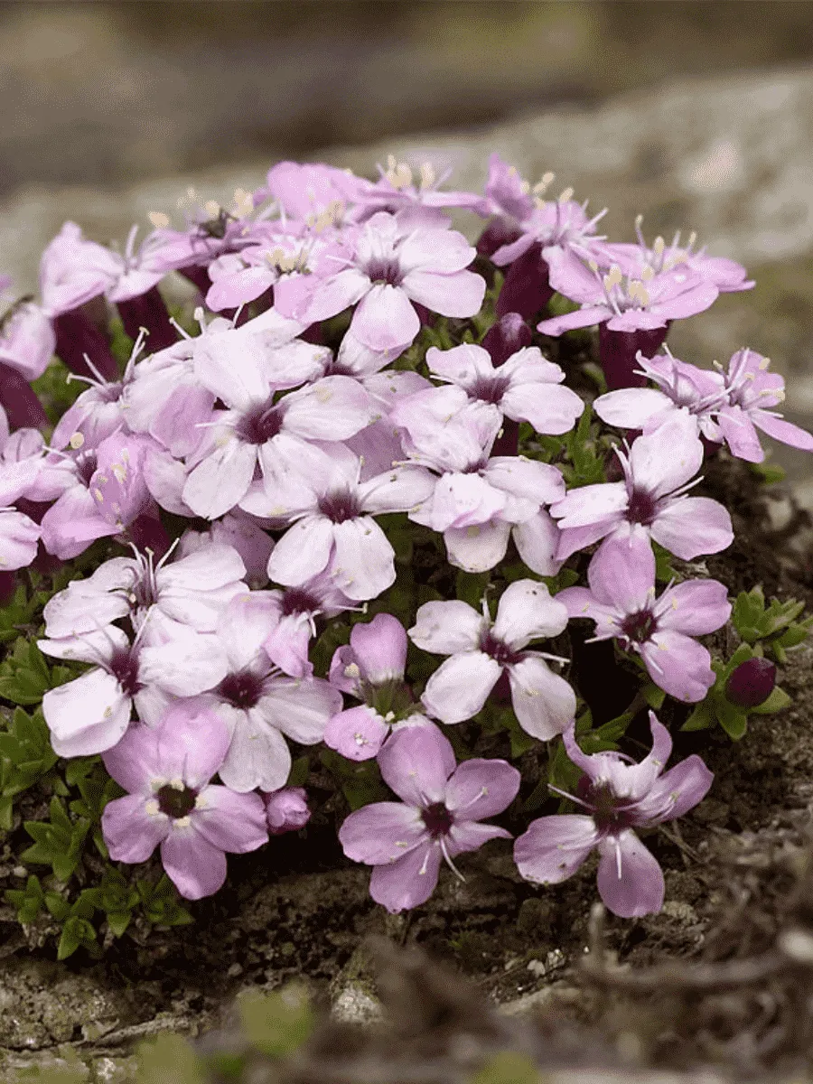 Смолёвка бесстебельная Acaulis