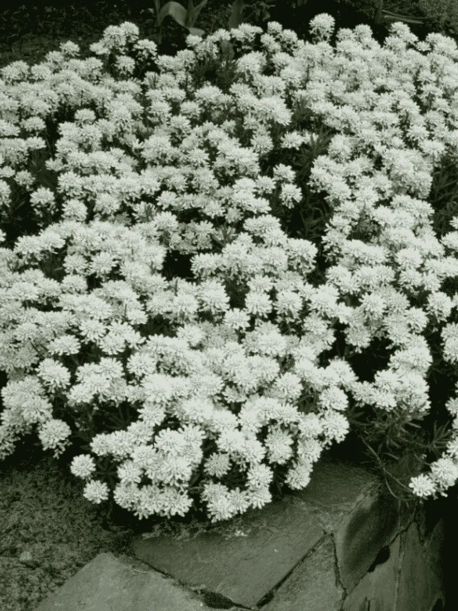 Иберис вечнозеленый Snow Flurries