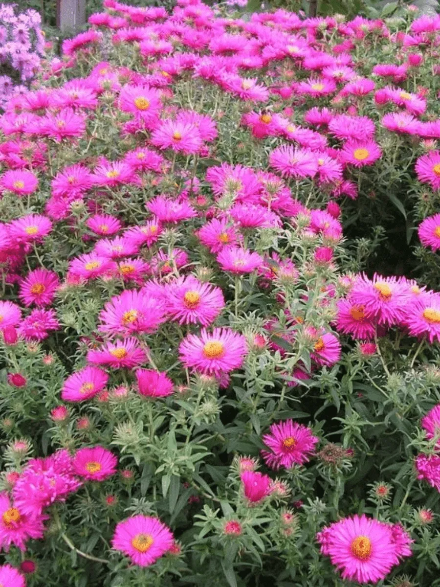 Астра Ново-бельгийская Magic Pink