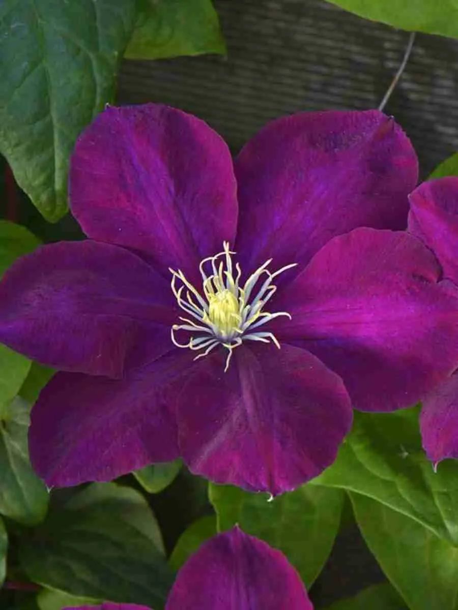 Клематис Monte casino