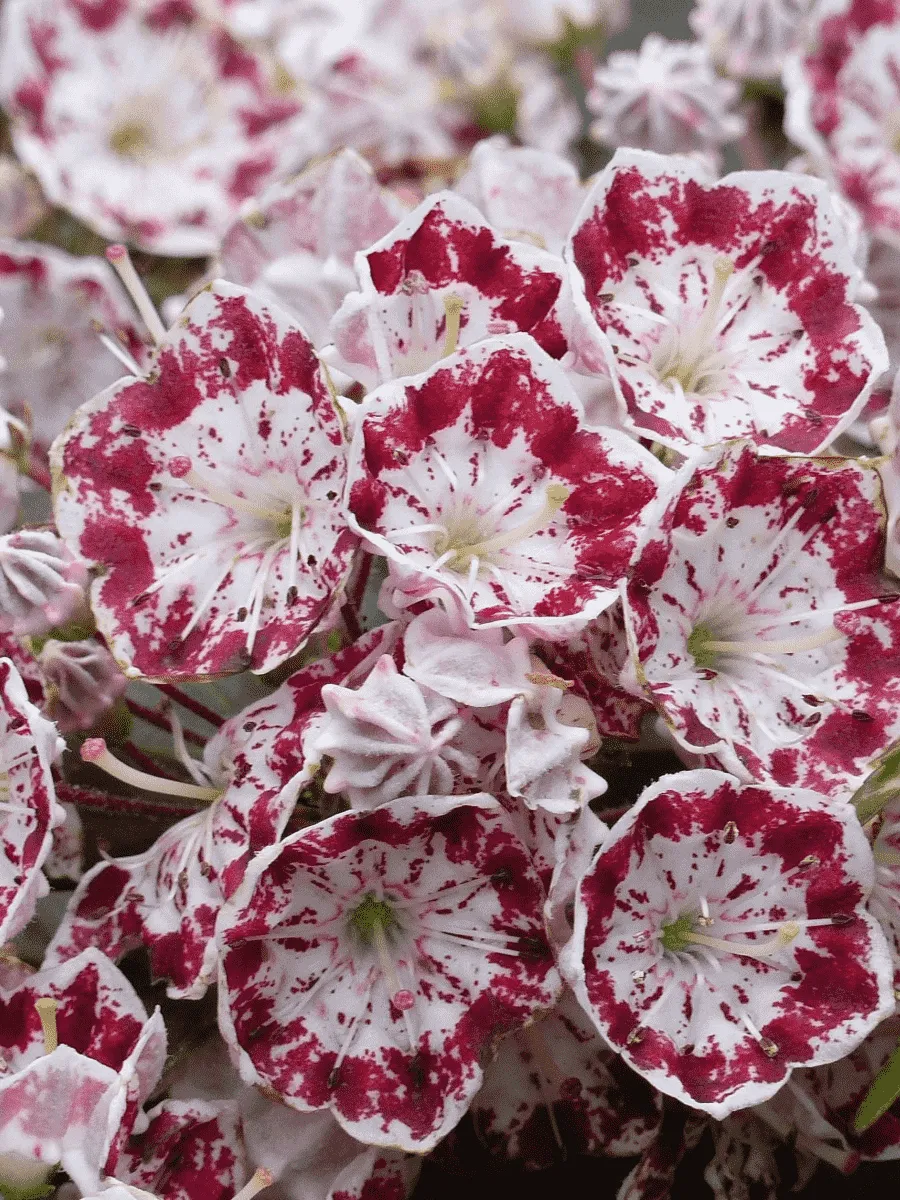 Кальмия широколистная Minuet