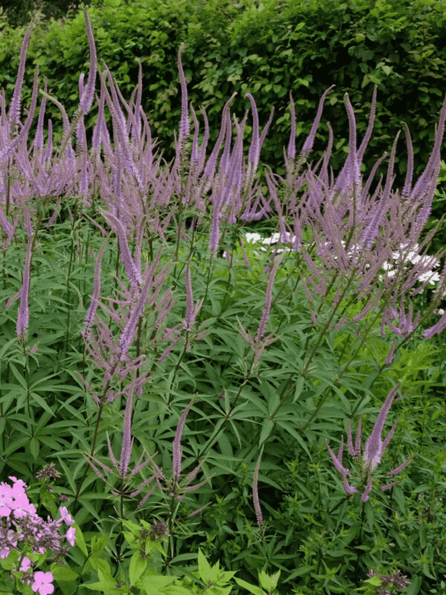 Вероникаструм виргинский Fascination