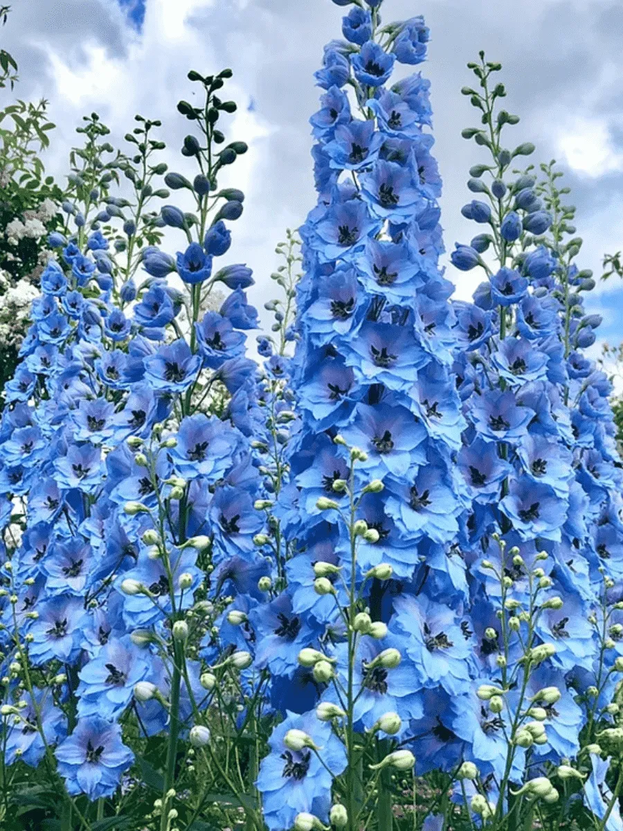 Дельфиниум культурный Delphinity Blue