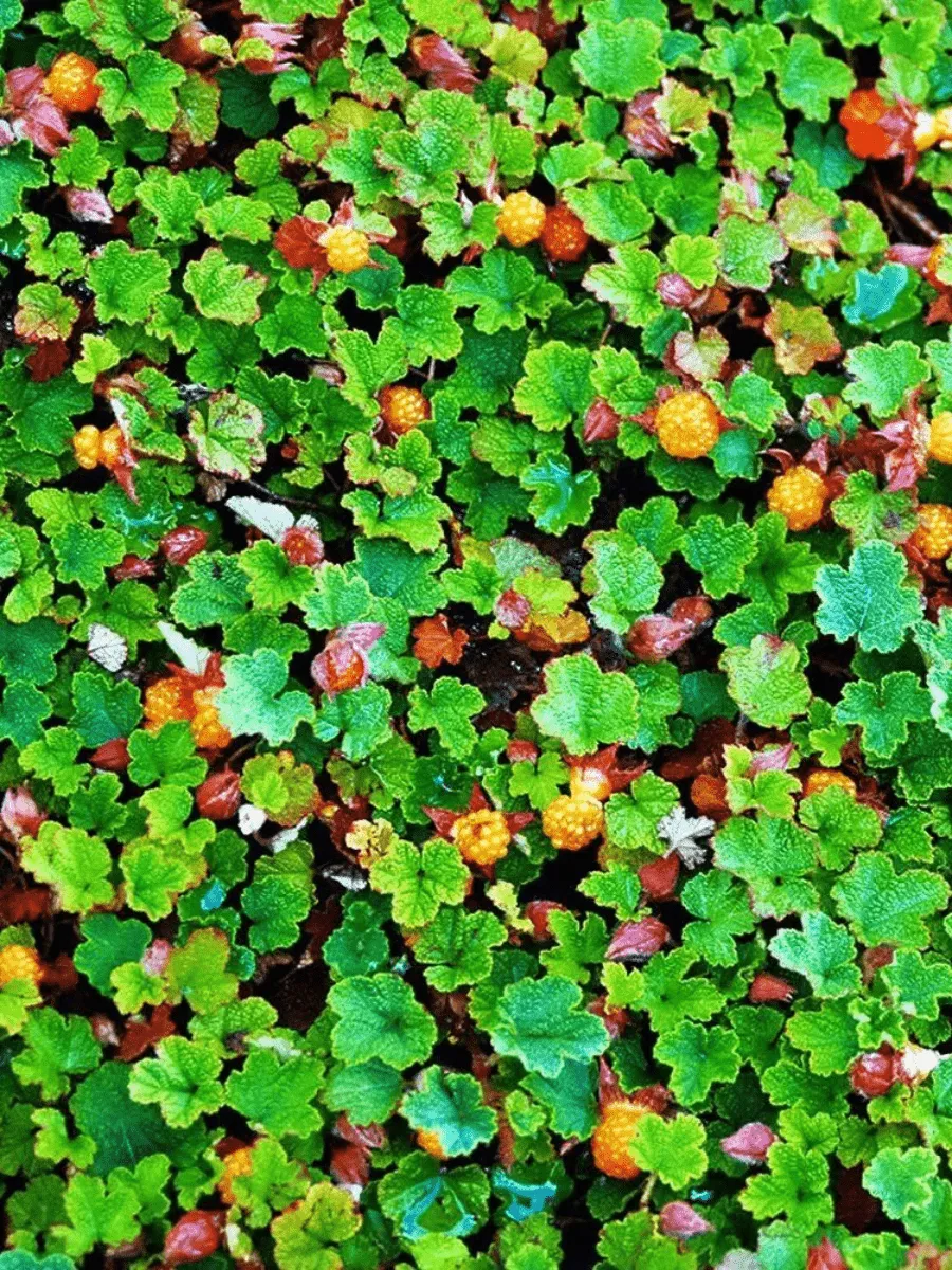 Малина плетистая Betty Ashburner