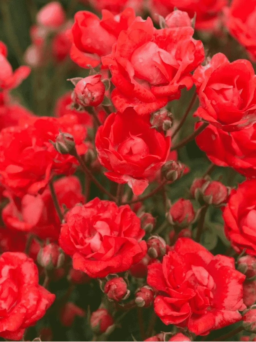 Роза Миниатюрная Seul