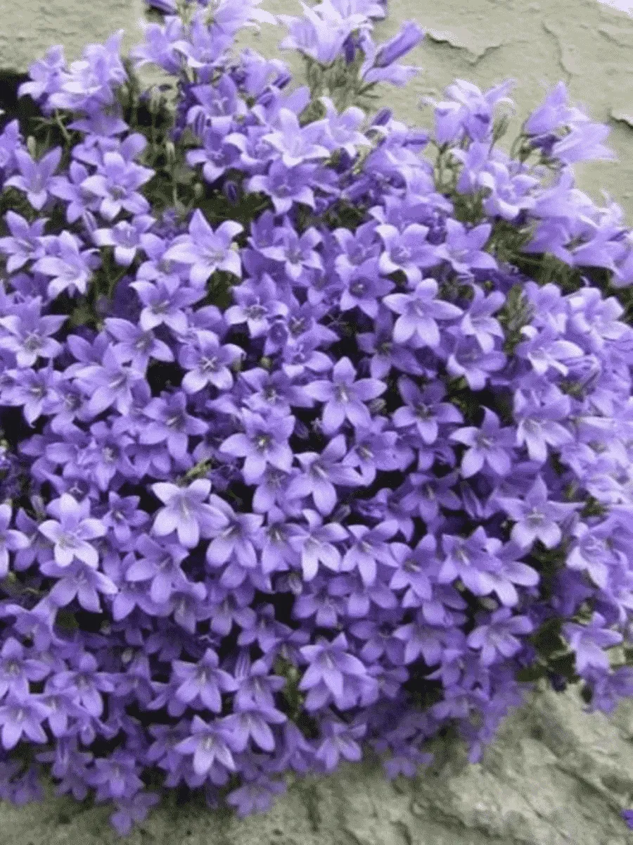 Колокольчик Портеншлага Blue