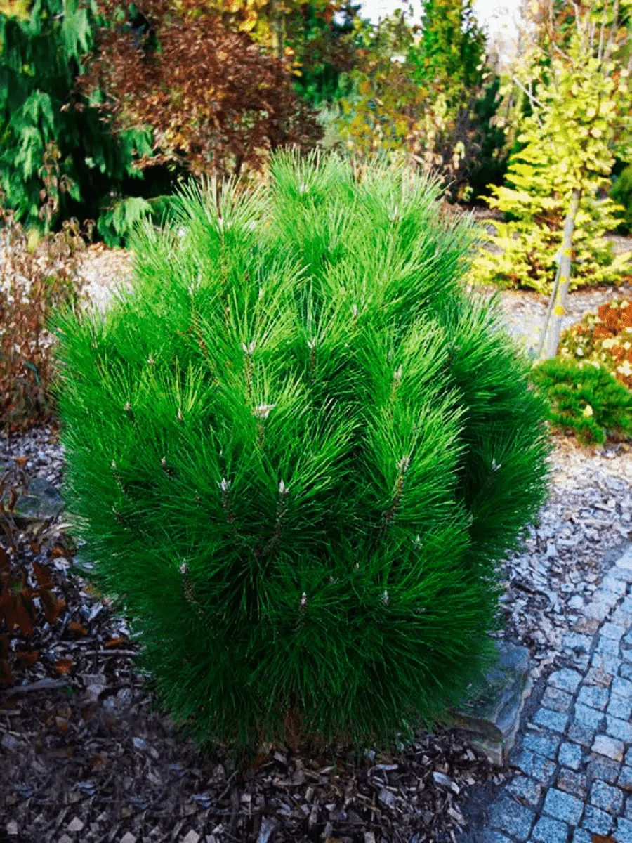 Сосна чёрная Rondello