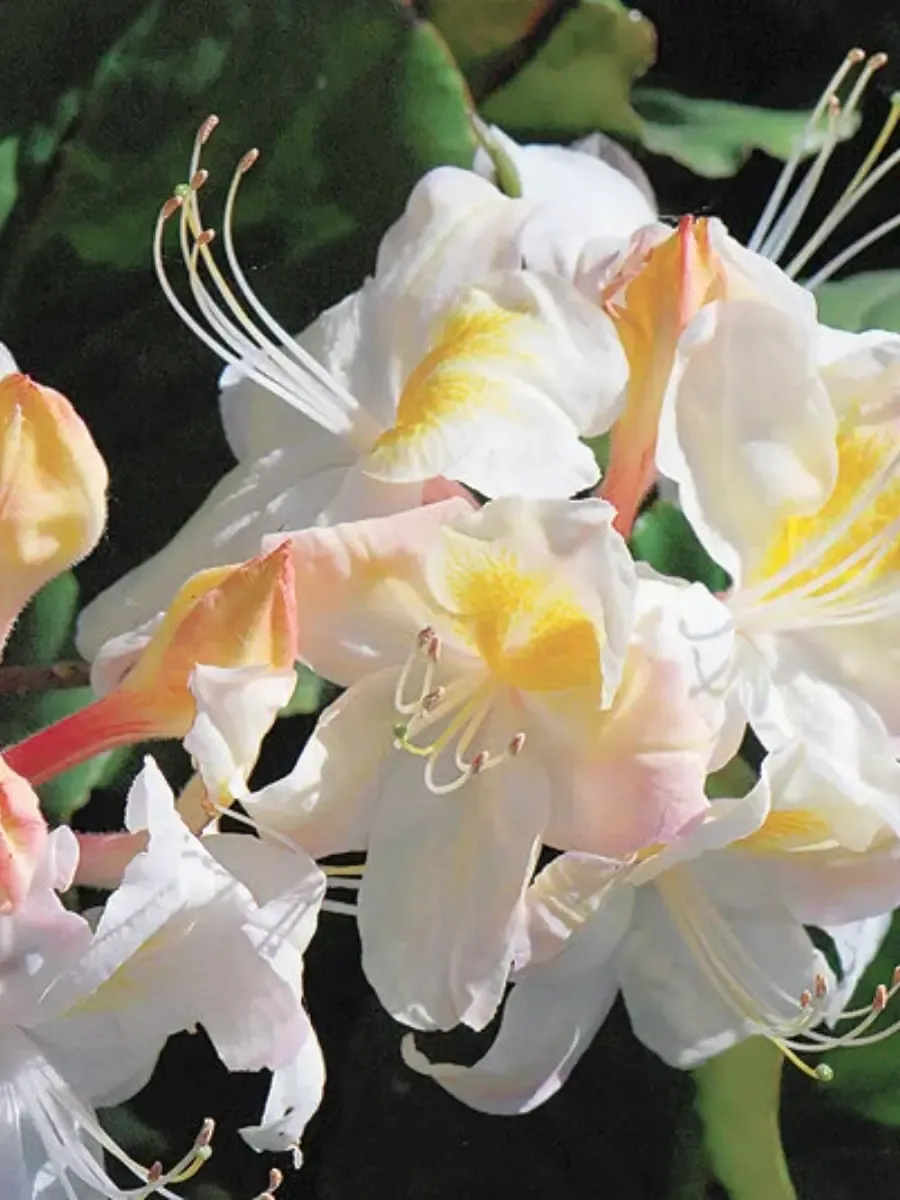 Азалия крупноцветковая Silver Slipper