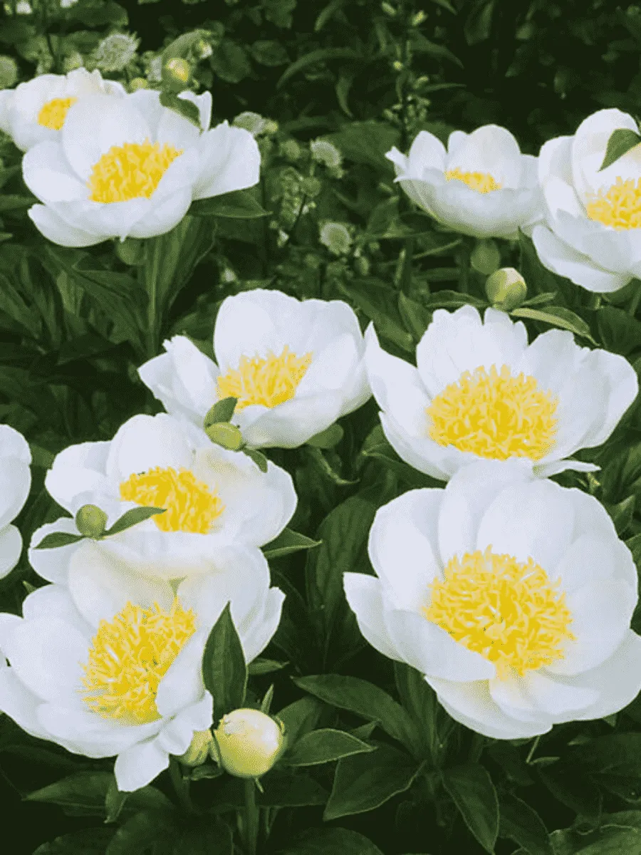 Пион травянистый Jan van Leeuwen