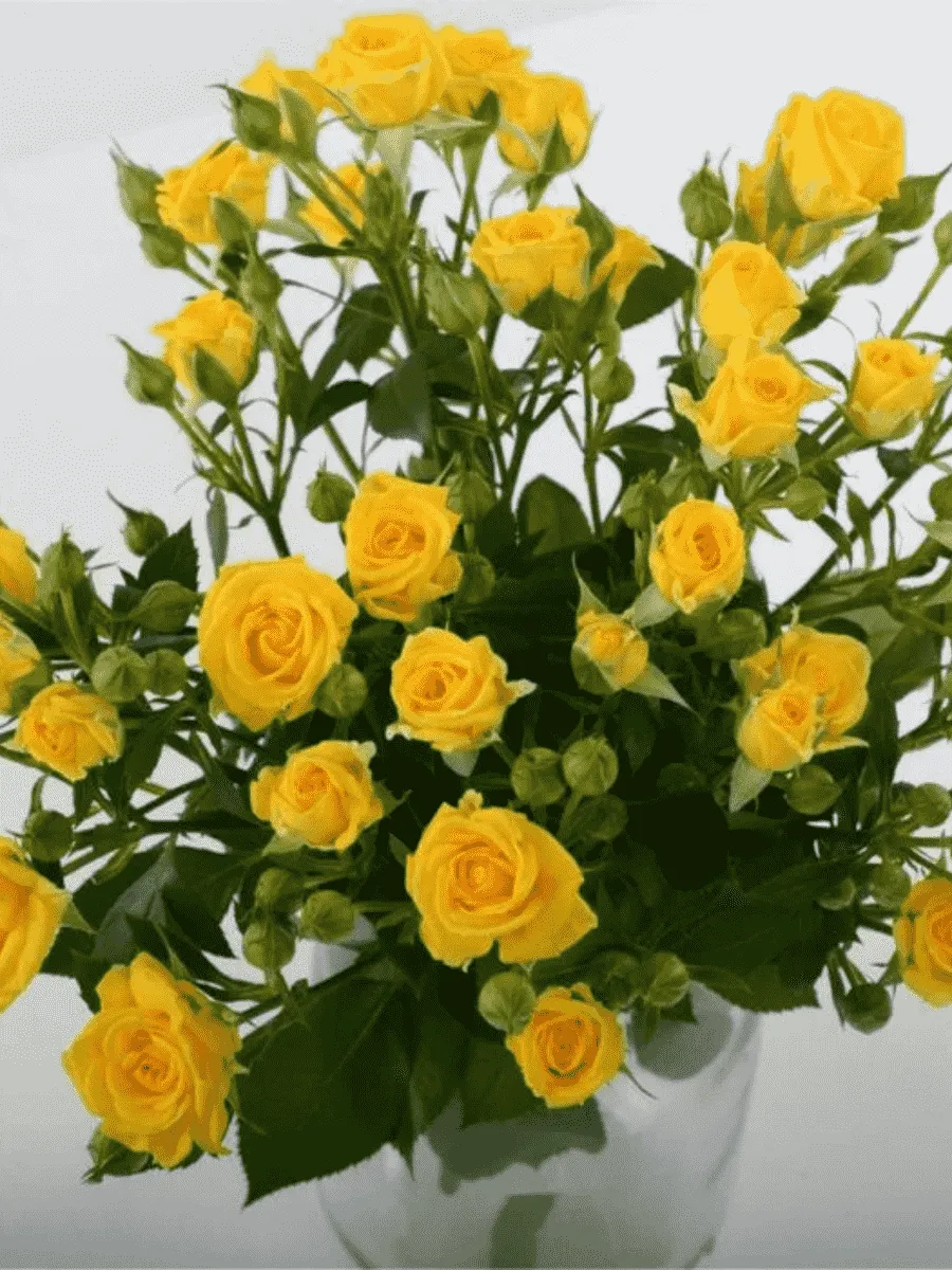 Роза Миниатюрная Sumatra