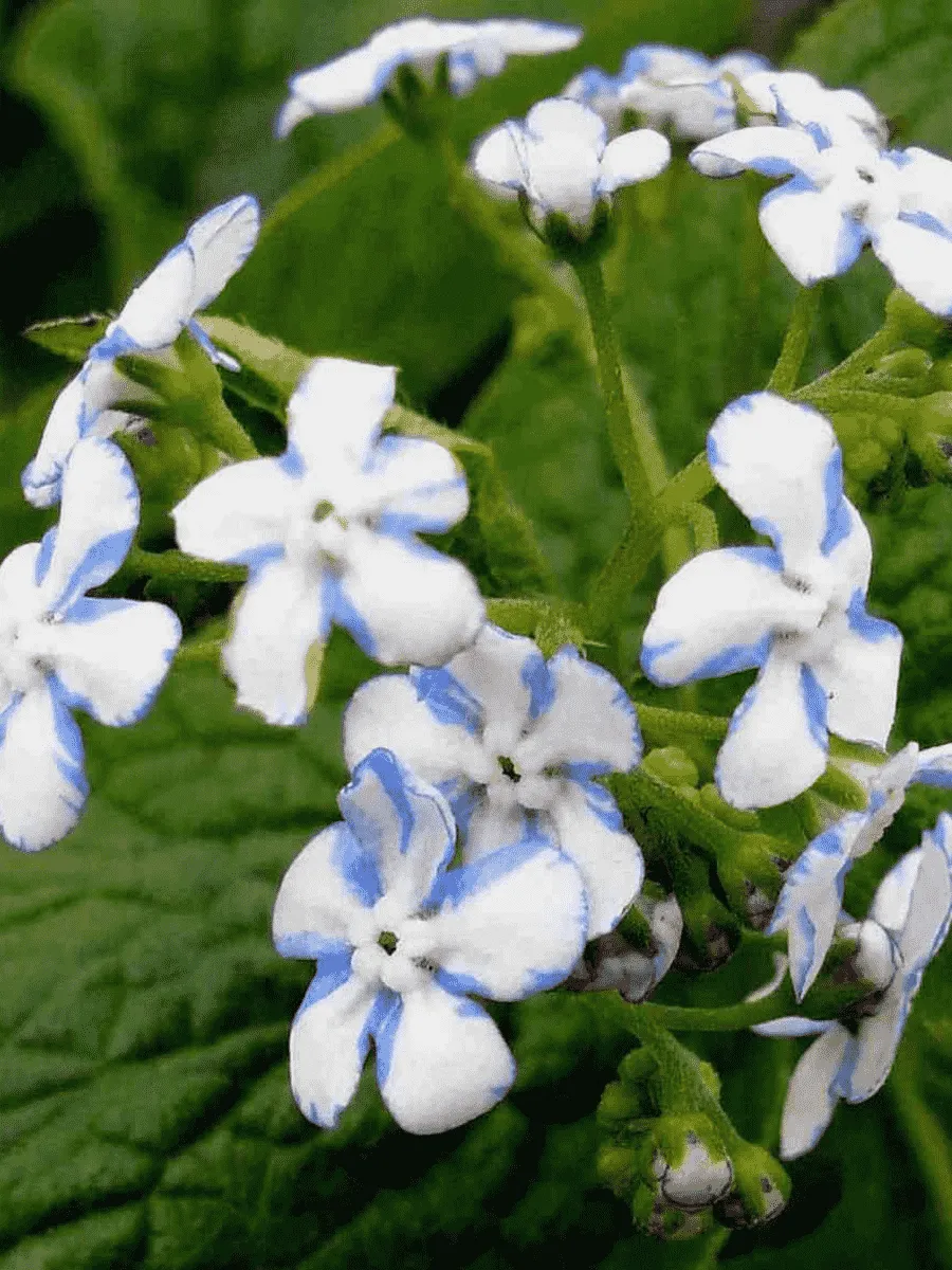 Бруннера крупнолистная Jennifer