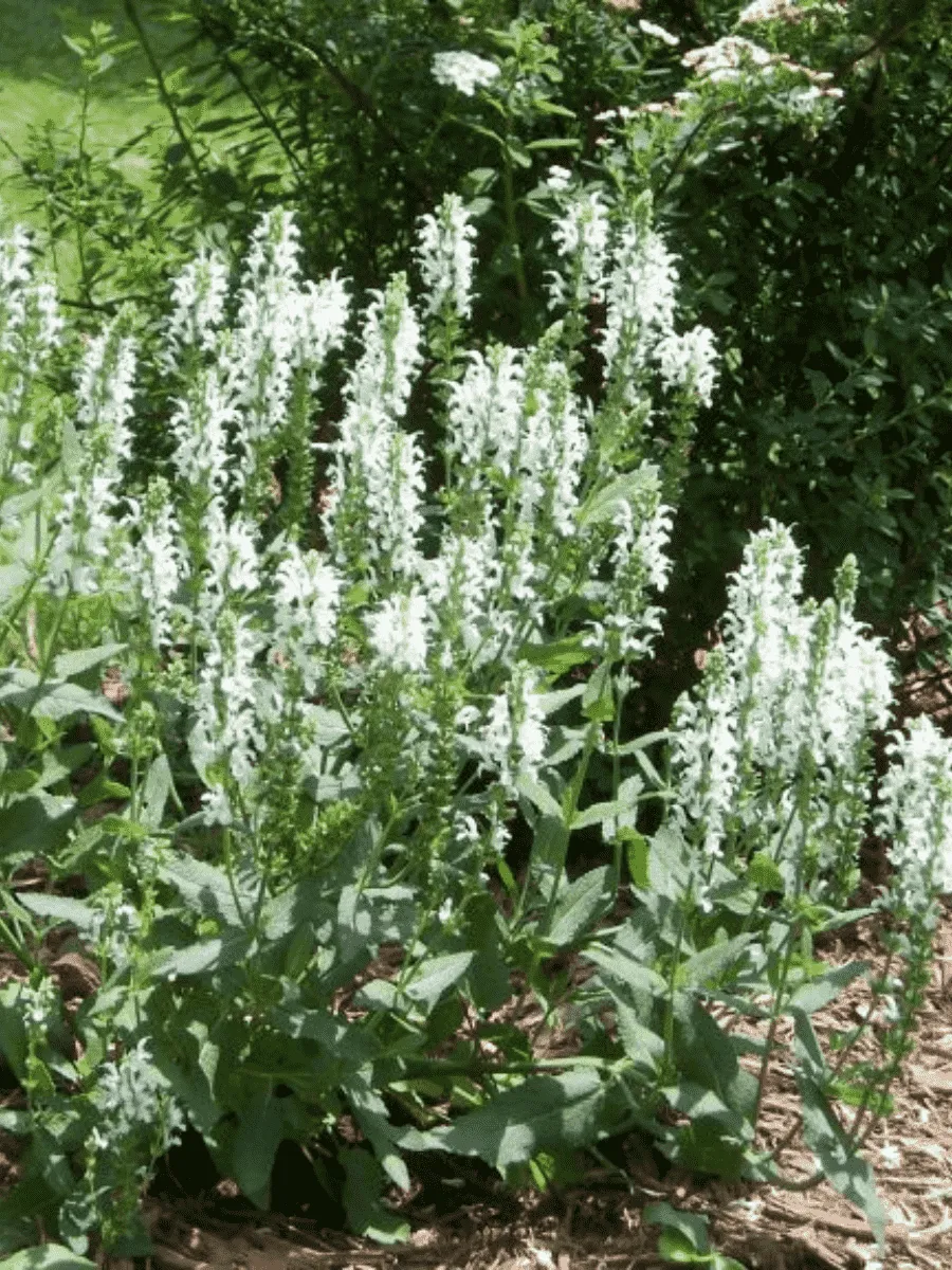 Шалфей дубравный Synchro White