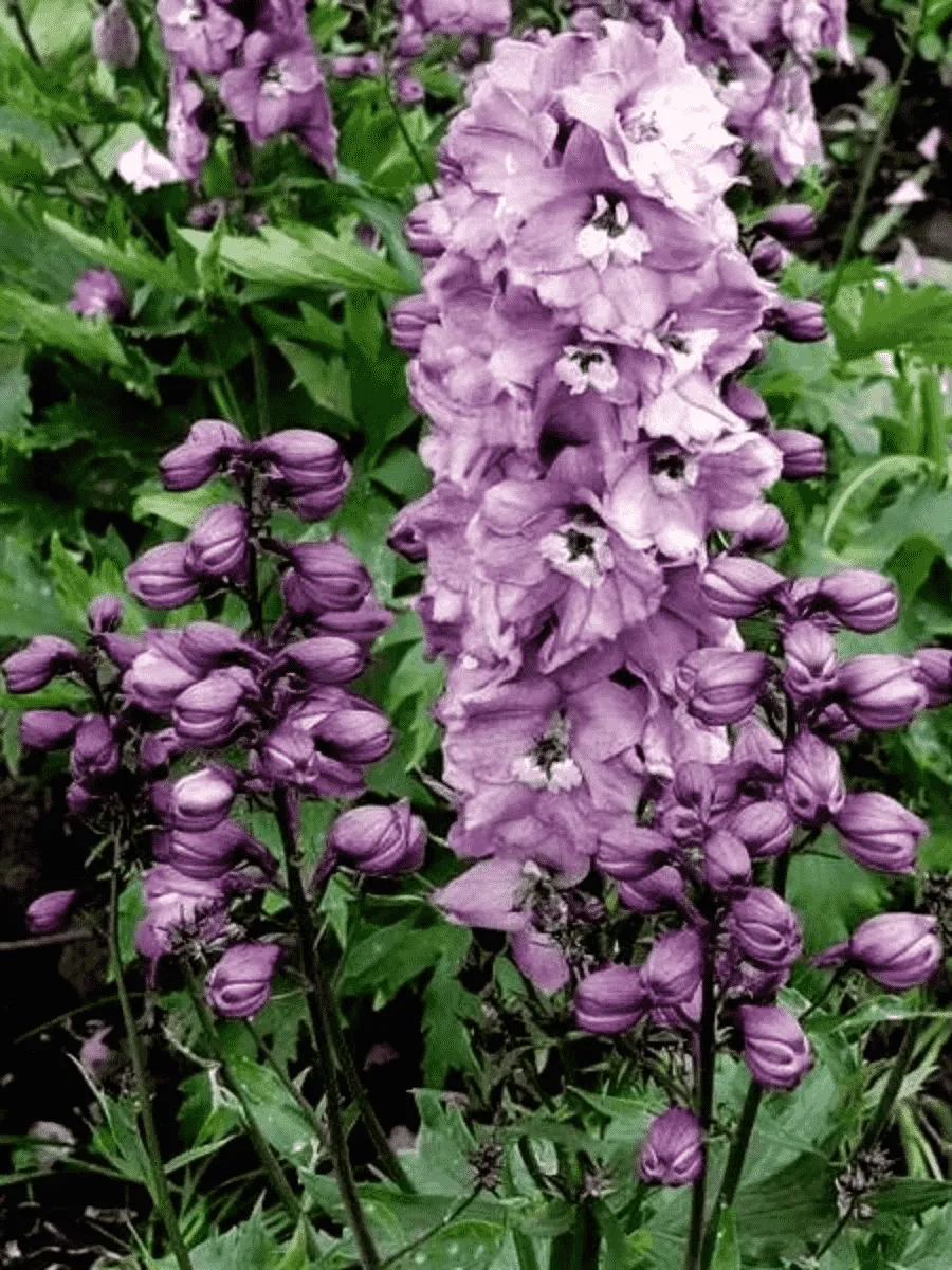 Дельфиниум  культурный M. F. Deep Rose whith White Bee