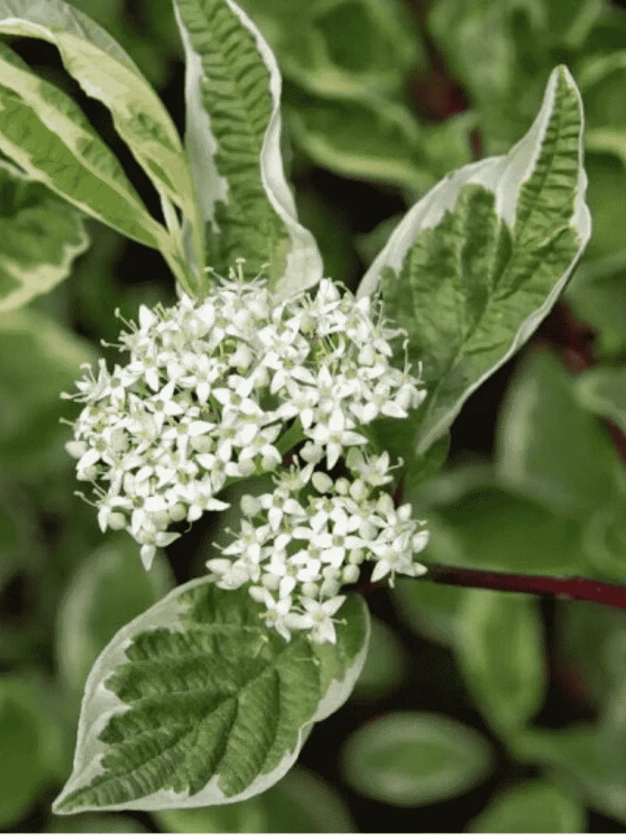 Дерен белый