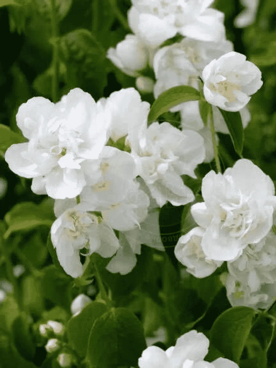 Чубушник венечный Rodsce