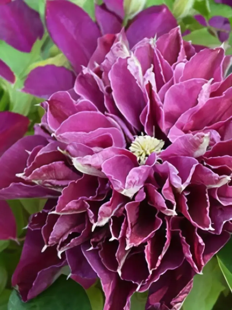 Клематис Hot Love