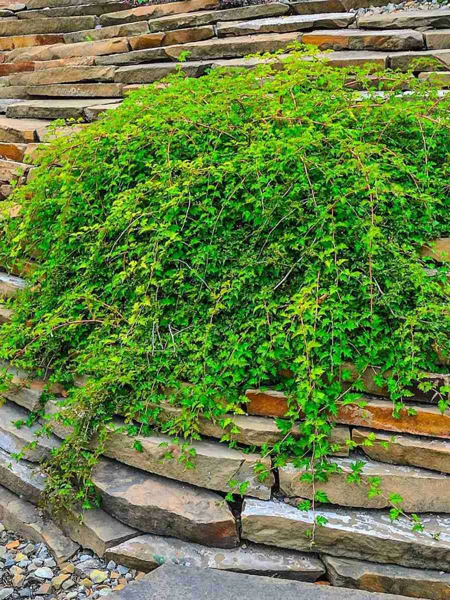 Стефанандра