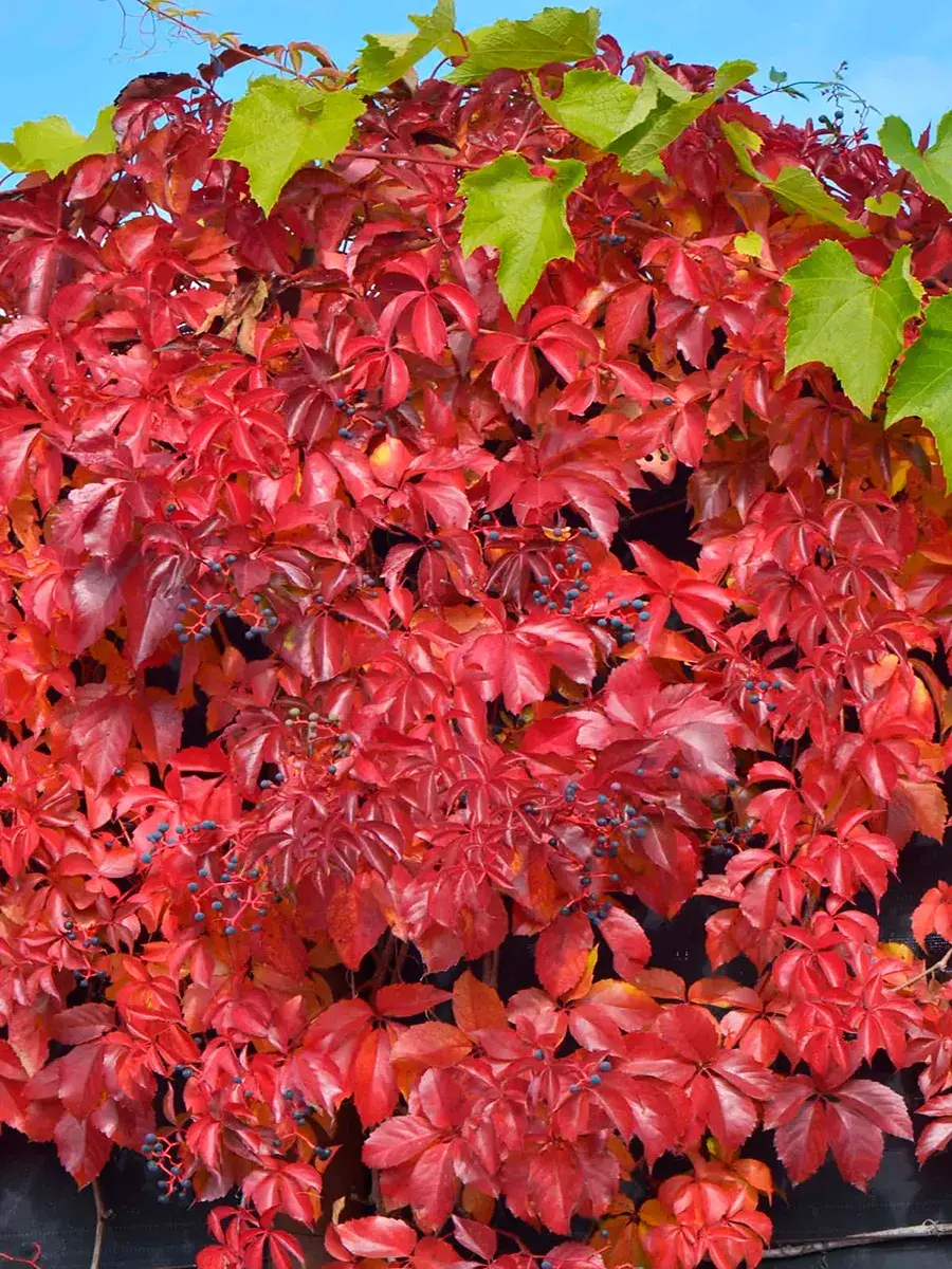 Виноград девичий Troki