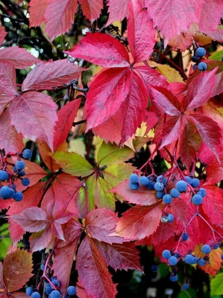 Виноград девичий пятилисточковый Parthenocissus