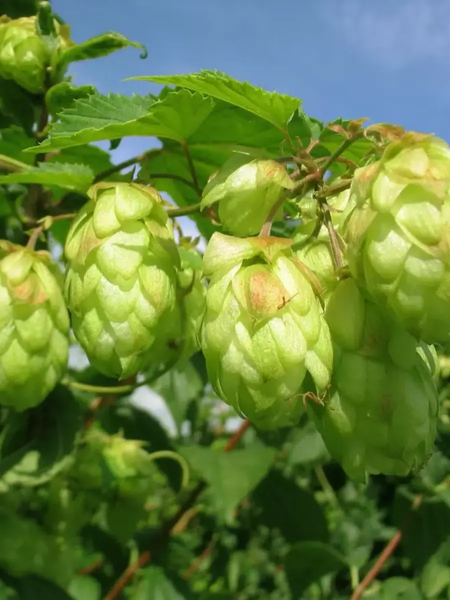 Хмель обыкновенный(F)