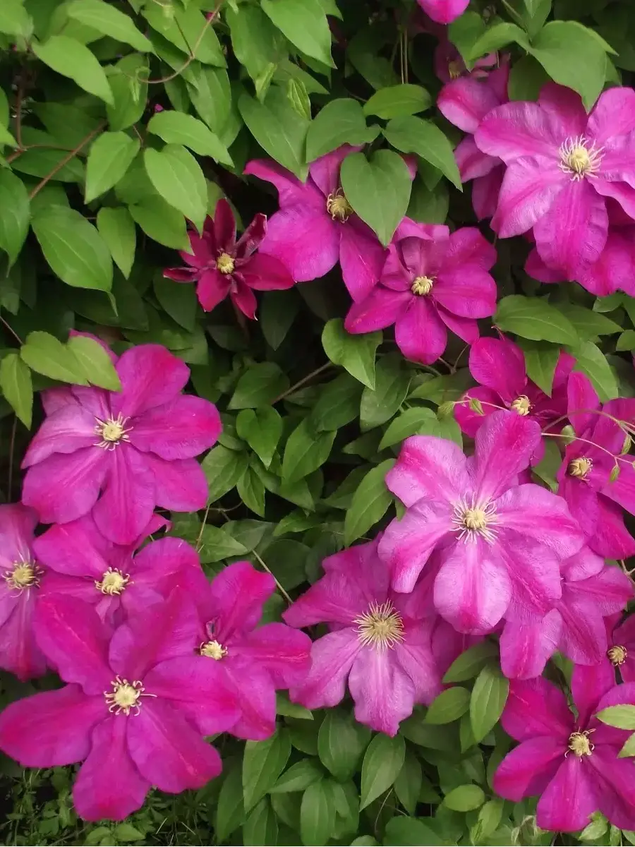 Клематис гибридный Sunset