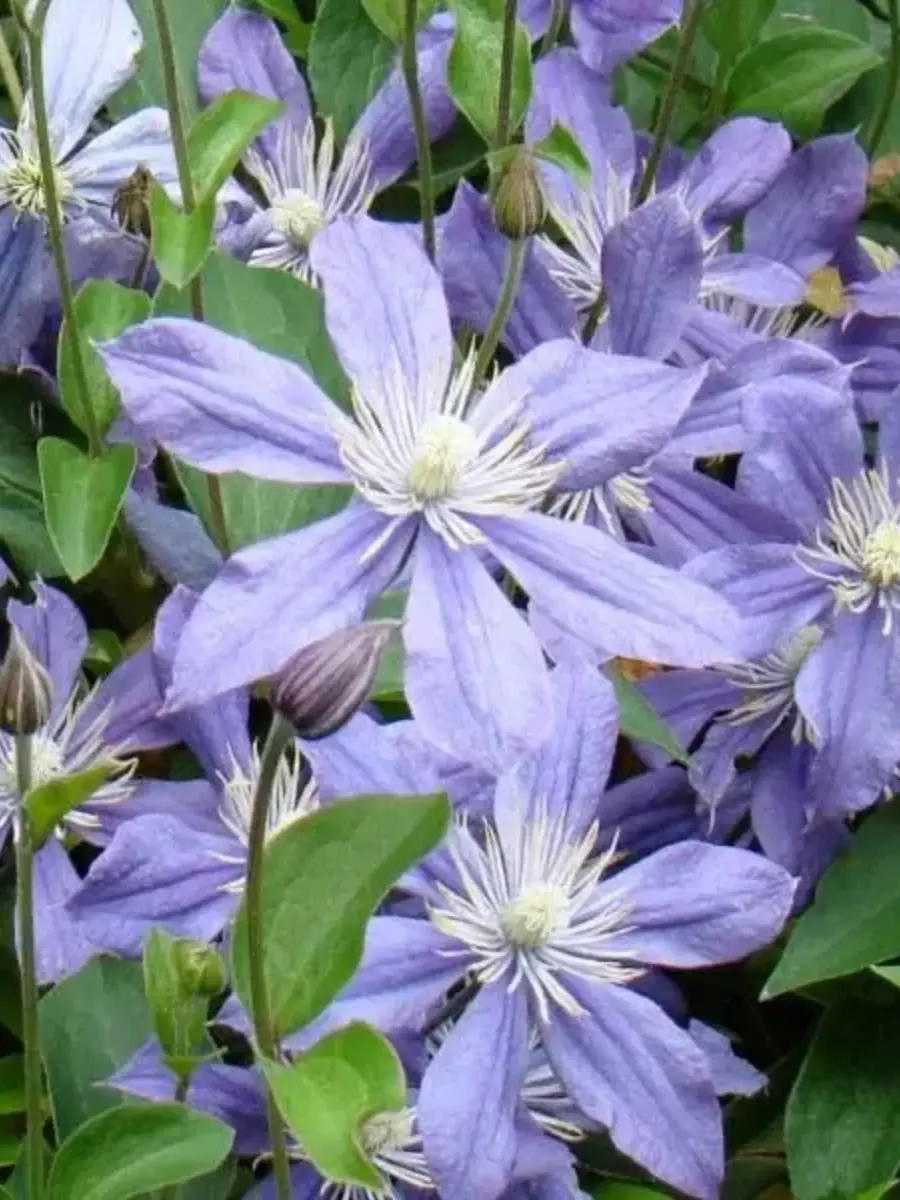 Клематис цельнолистный Arabella