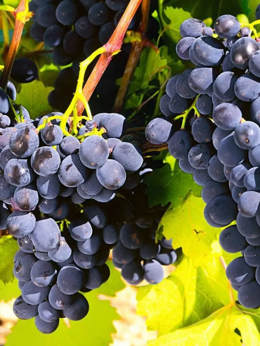 Виноград плодовый