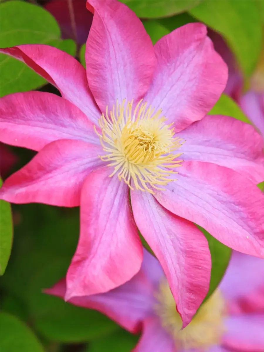 Клематис Asao