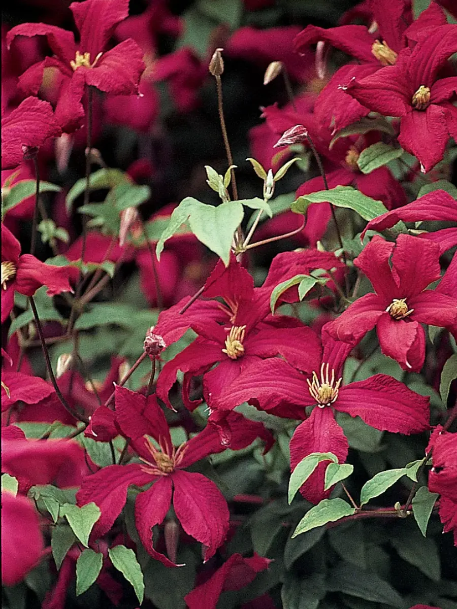 Клематис Mme Julia Correvon