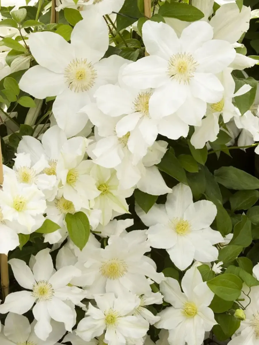 Клематис Toki