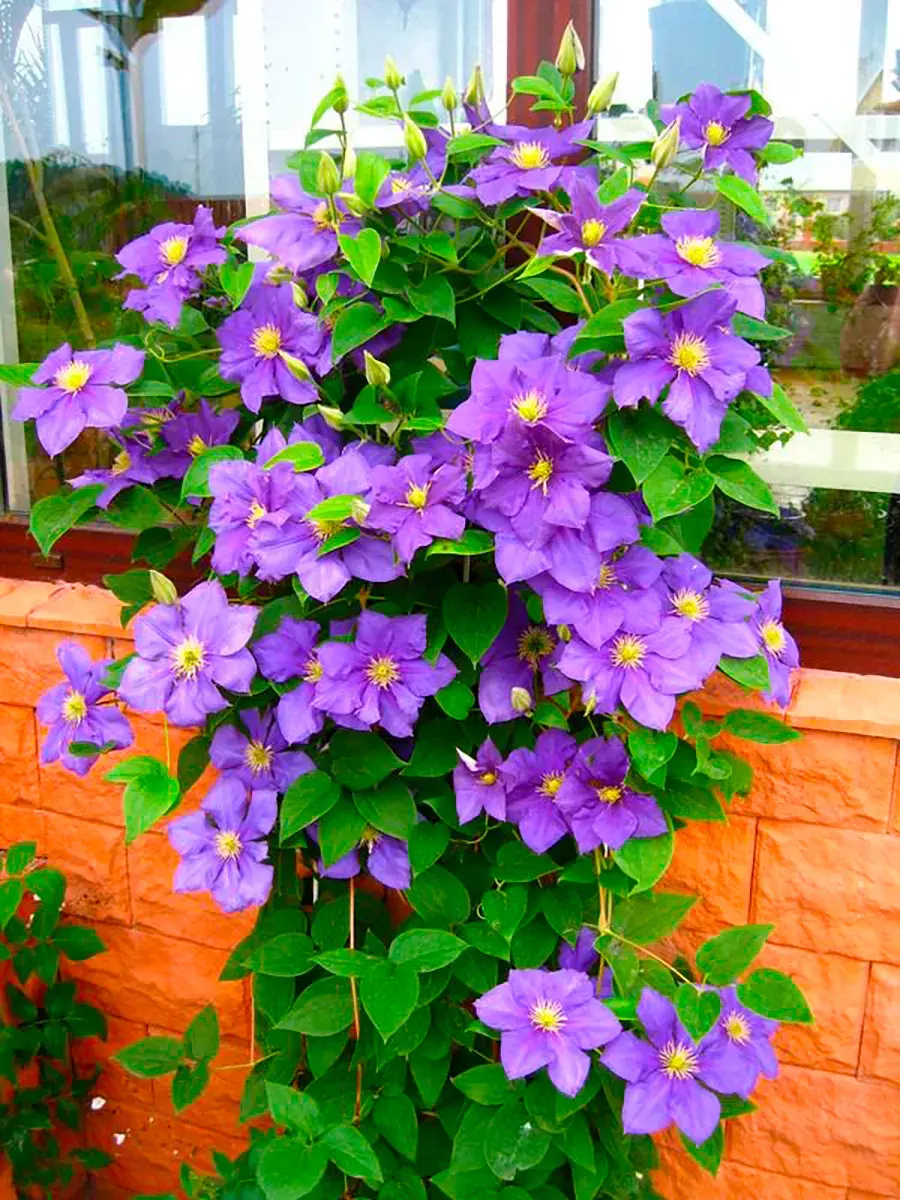 Клематис гибридный Generał Sikorski