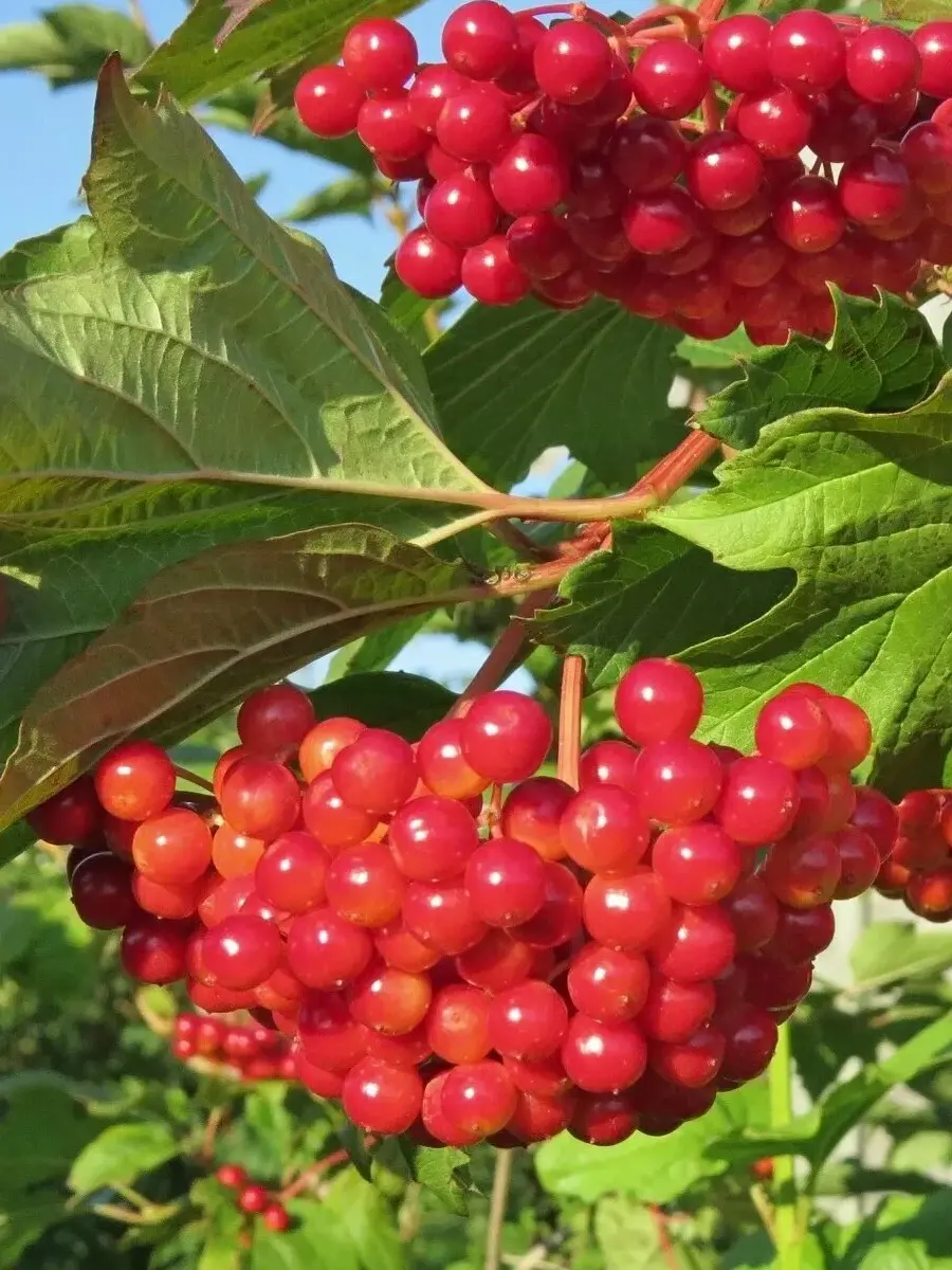 Калина плодовая