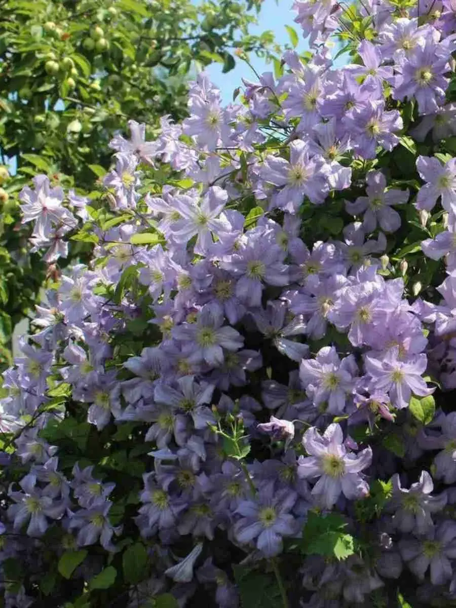 Клематис White Prince Charles