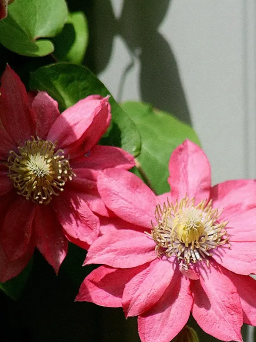 Клематис Little Mermaid