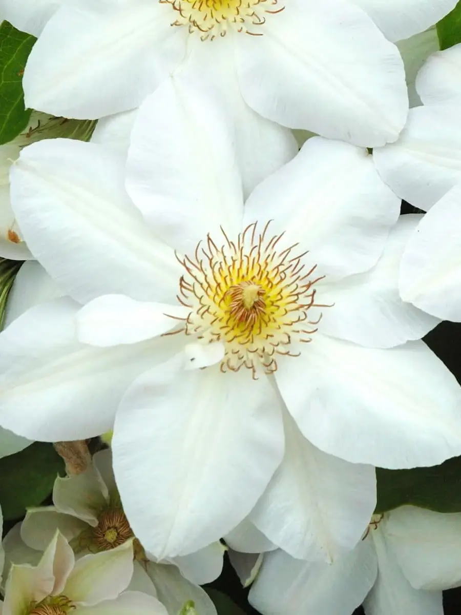 Клематис Jerzy Popieluszko